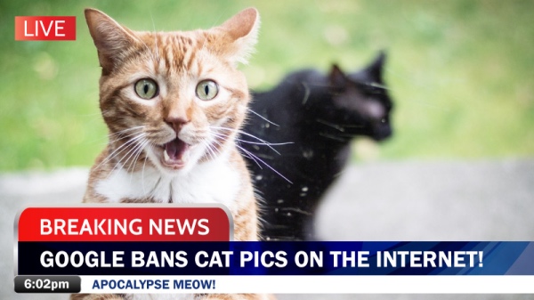 Breaking news: Google bans cat pics on the internet! Apocalypse Meow! Two cats, one facing the camera, mouth open in surprise.