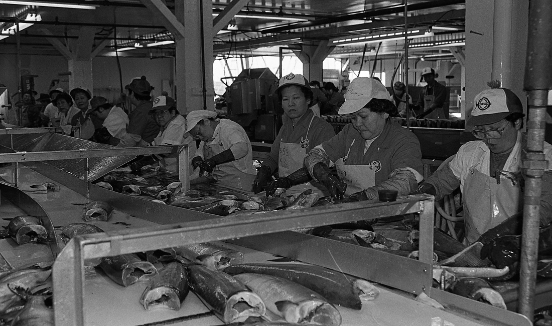 Group of workers processing chum and chum roe in a processing plant