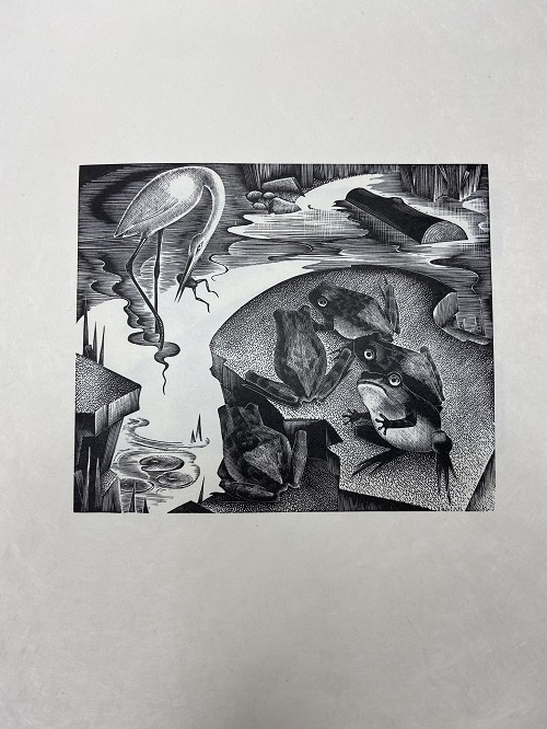 Frogs by Agnes Miller Parker in Agnes Miller Parker : wood engravings from The fables of Esope ; the story of a remarkable book