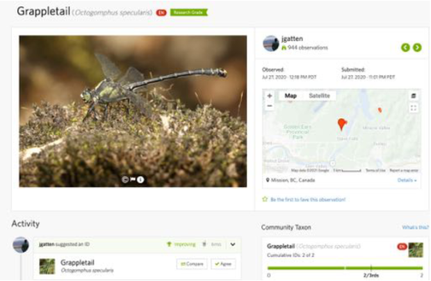 initial record in iNaturalist for the species Grappletail