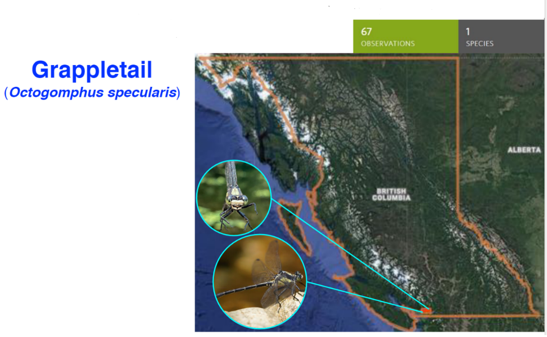 a map of BC showing 67 records for Grappletail