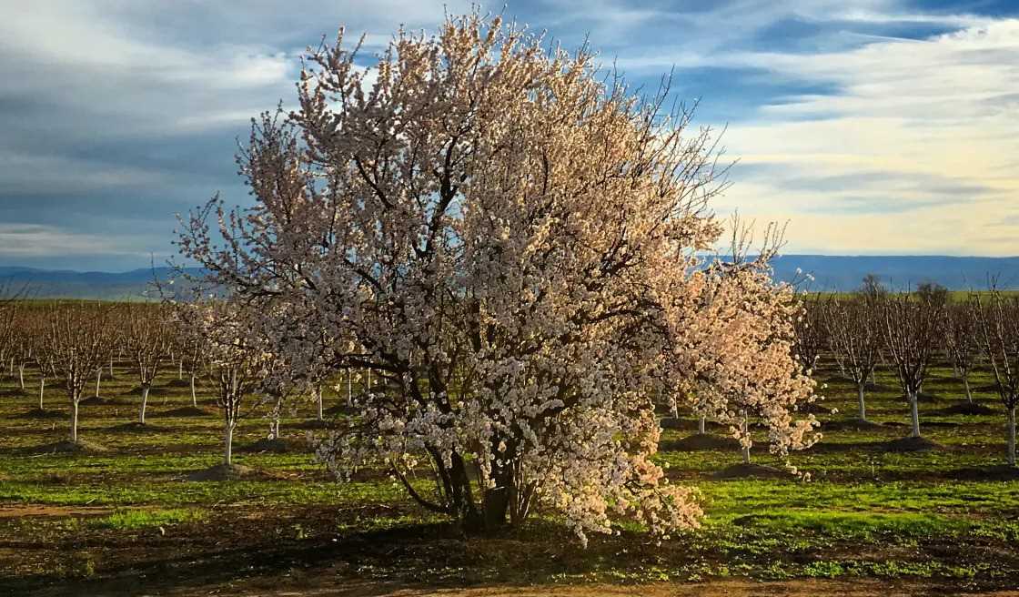 Book display: Solastalgia - Resourcing Resilience to Climate Anxiety and Grief Tree flowering with white flowers in front of bare trees in an orchard