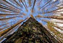 Taken "in common" many different trees become a forest. What can we become "in common"?