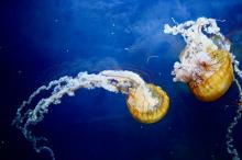 Curious about jellyfish? Read our winner's entry ""